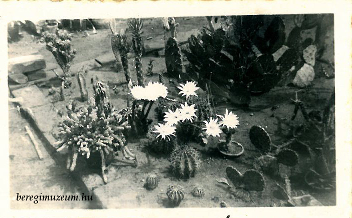 Kaktuszkert Gergelyiugornyán